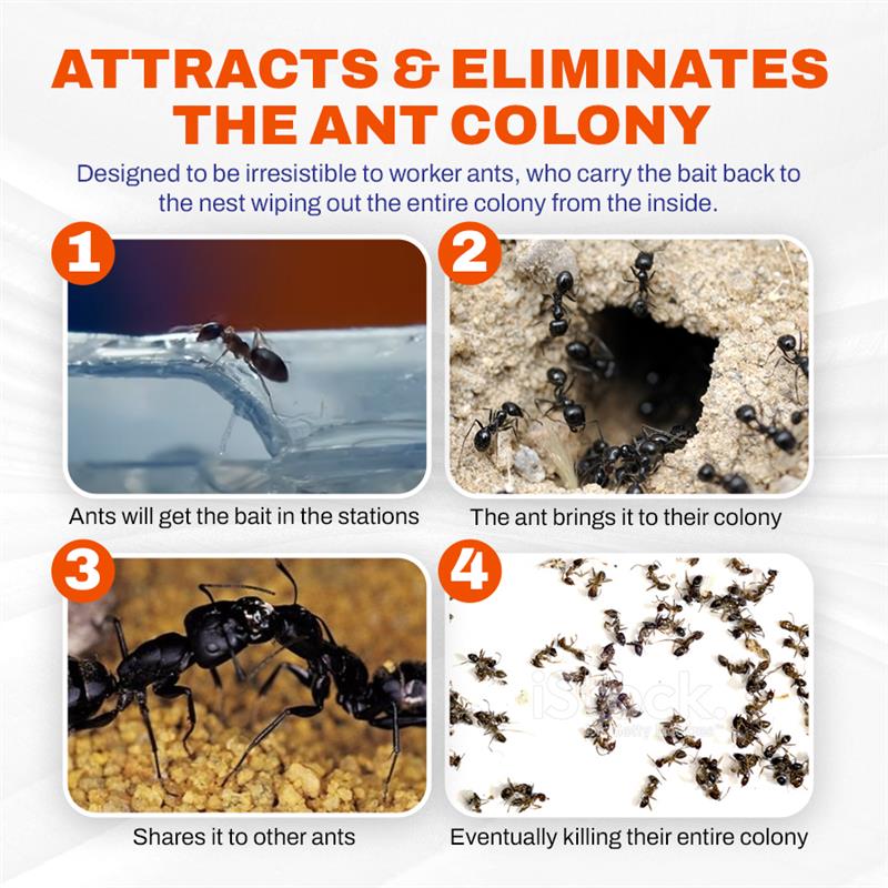 LBMLBM Liquid Bait Ant Insecticide