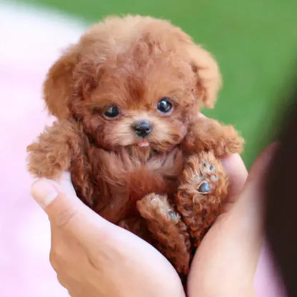 🐶NICOO - My Realistic Robot Puppy